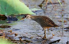 White-browed Crake